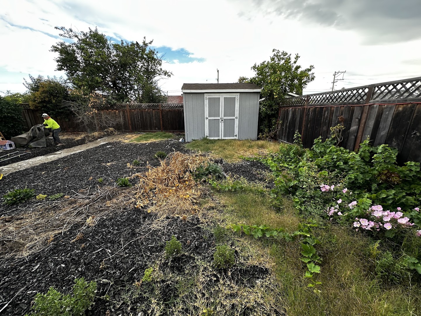 Backyard before work: dead lawn and old mulch